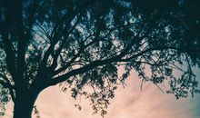 一招辨别12生肖里的恋爱老司机！