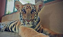 属虎的几月出生最好，10月出生属虎命运解读