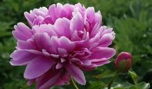 4月开始好运连连，财星入命，横财滚滚来，赚的盆满钵满的属相