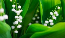 明年财运大爆发，好运连连，事业有贵人，步步高升享富贵的3生肖