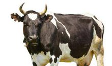 2021年属牛几月出生旺父母 2021属牛出世会旺父母