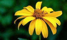 未来7天，喜鹊叫喳喳，财富如雨，事业红火，全家大富大贵的生肖