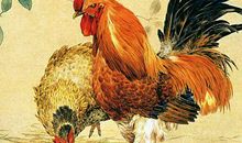 男怕子时鸡？子时出生的生肖鸡好吗？(图文)