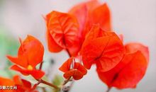 12月25号开始运势一飞冲天，四生肖处处有钱赚，做事轻松如愿以偿!