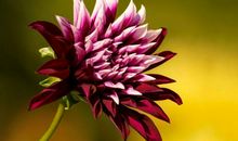 恭喜四生肖横财遍地来，11月12号开始走上发财道路，成就一番事业!