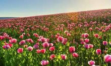 左脚趾缝里有痣，寓意着能够积攒财富