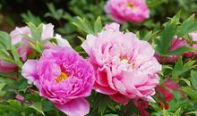 4月开始，好运必源源不断的3大生肖！