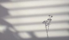 每天叫醒十二星座的是什么