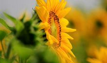 花钱大手大脚的生肖女，看上什么买什么，一点都不懂理财