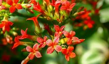 百里挑一凤凰命的生肖女，对家人照顾疼爱，以后家中富贵的不得了