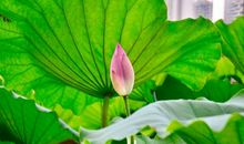 鼠年2月初，升职加薪，诸事大顺，财运一飞冲天的四生肖