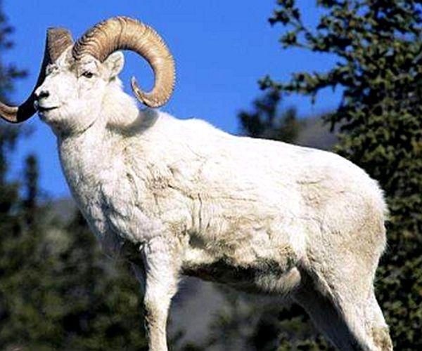 属羊人，一生之中有大“坎”，是福是祸都在你，赶快接好运！