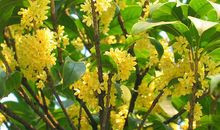 十二生肖算命：2020年3月2日生肖运气