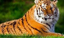 属虎2020年运势及运程