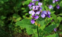 平时不努力 考试成绩却不低的四大生肖