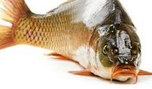 梦见鱼是什么意思