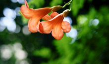 未来30天摆脱贫穷，顺利脱单的生肖，钱财不愁，坐享荣华富贵