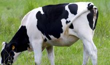 生肖属相与房屋风水有什么禁忌 房屋大门不能对着生肖方位