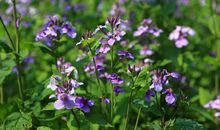 不善于反驳 这些星座吵架总是输得很惨