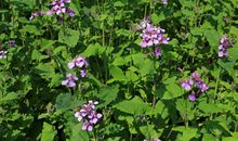 会想要给爱人一个浪漫婚礼的四大星座男生