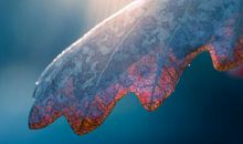 这3生肖恭喜了，2月横财大发，好运不停