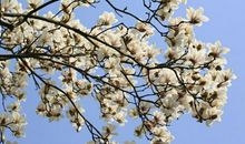 看待问题总是特别谨慎的四大星座