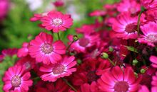 11月横财大奖齐来，赚钱且多，定能收入颇丰，富贵圆满的生肖