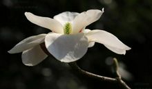 十二生肖3月17日提前播报：生肖鼠容易生气，生肖兔多说多错