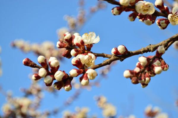 未来一年行大运发大财，贵人如云，顺风顺水，富贵不愁的3大生肖 1