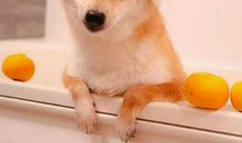 在恋人面前宁可累死，也要维护完美形象的星座