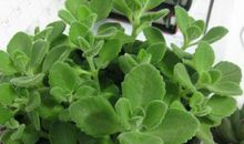 风水树都有哪些