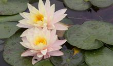 贵人助阵，求财顺利，11月底运势大旺，日子越过越有钱的3生肖