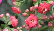 未来7天，鸿运当头，吉星关照，大吉大利的四个生肖