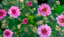 2020年3月健康运最旺的生肖，属马人本月运势平稳，身体健康