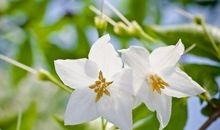 未来一年行大运发大财，贵人如云，顺风顺水，富贵不愁的3大生肖