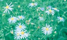 2月“好运惹不起”的3大生肖，喜鹊报喜，财源滚滚来