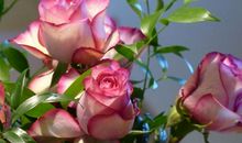 未来一个月运势高涨，好运接踵而至，福气满满，求财顺利的3生肖