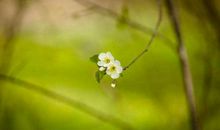 春分节气出生的属猪人命运好吗 春分出生命格解析(图文)