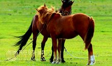 马年出生的人今年2017年几岁