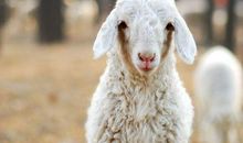 29号过后财运满贯，福禄双全，想不发财都难的4生肖