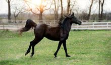 1954年的属什么生肖(图文)