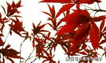 这四生肖财神坐镇，3月好运当头，日子有钱有福，事业蒸蒸日上