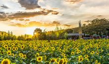 2020年3月有偏财运的生肖，属蛇人3月偏财运大涨，好运连连