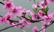 4属相在七天后财神庇佑，喜鹊报喜，财禄缠身，生活大放异彩