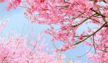 3月底将会否极泰来接大运，喜上加喜，大摇大摆入大财的3生肖