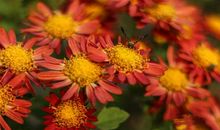 近期福星高照，贵人撑腰，八方来财，大运加身步步高升的3大生肖