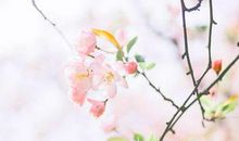 2019年小雪出生猪宝宝命运好不好,50个好听内涵的宝宝名字！(图文)