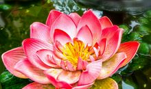 秦阳明2020年生肖属马每月运势，六月遇阻，年底事业红火