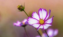 恭喜四生肖身边喜事不断，11月12号开始有望射中大财，喜获金玉良缘!