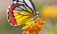 2020年3月能顺利脱单的生肖，属龙人本月桃花旺盛，脱单就在一瞬间